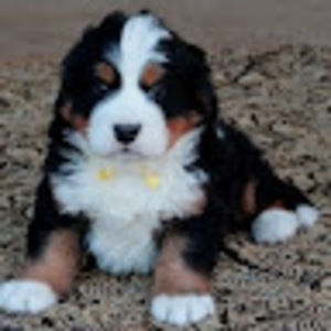 Meet your Posher, Lucy